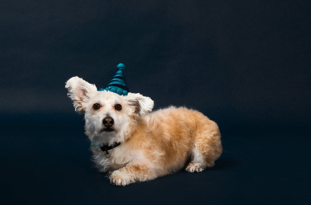 Party Hat- Dogs